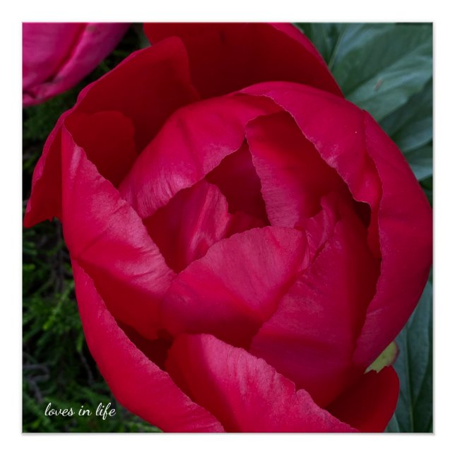 Poster Belle Pivoine Rouge en Fleur  (Devant)