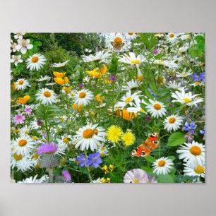 Poster Belle prairie Fleur sauvage et papillon