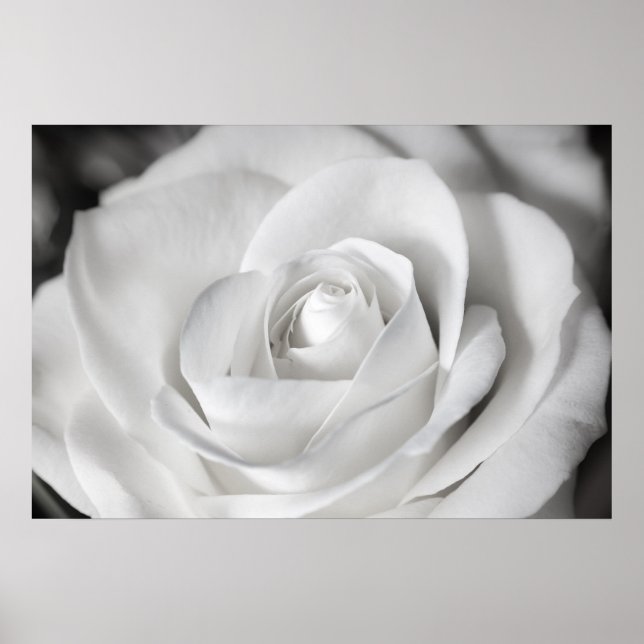 Poster Belle Rose noire et blanche (Devant)