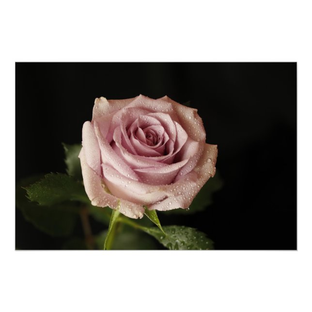 Poster belle rose rose (Devant)