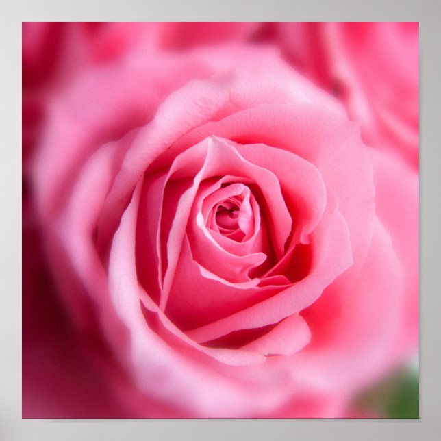 Poster Belle rose rose rose (Devant)