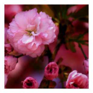 Poster Belles fleurs de cerisiers rose printemps