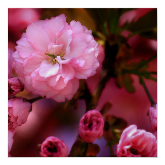 Poster Belles fleurs de cerisiers rose printemps (Devant)