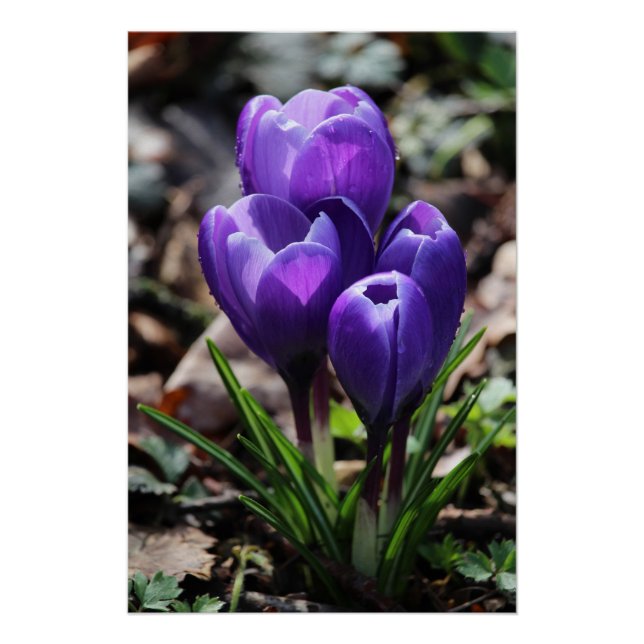 Poster Belles fleurs de Crocus de printemps violet profon (Devant)