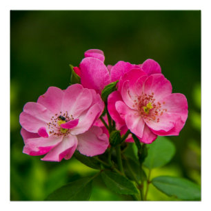 Poster Belles fleurs roses-6845