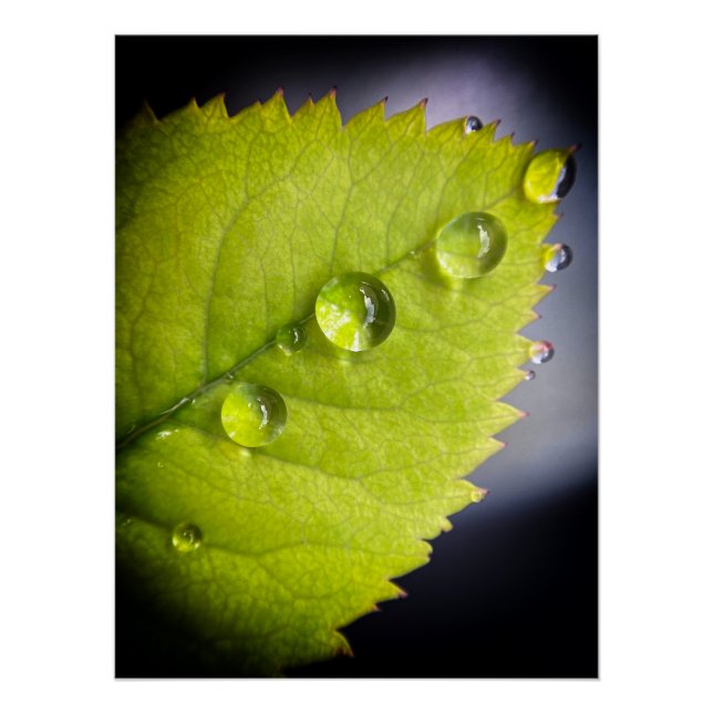 Poster Belles gouttes d'eau après la pluie sur une feuill (Devant)