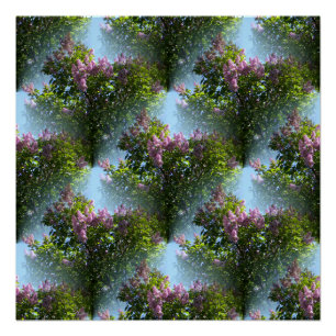 Poster Belles Lilacs...