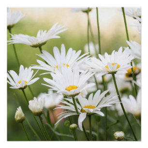 Poster Belles marguerites blanches Fleurs en champ vert