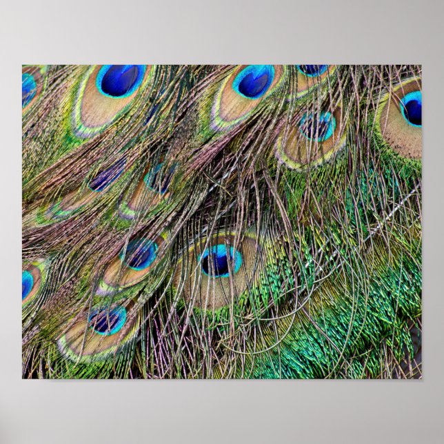 Poster Belles plumes de paon (Devant)