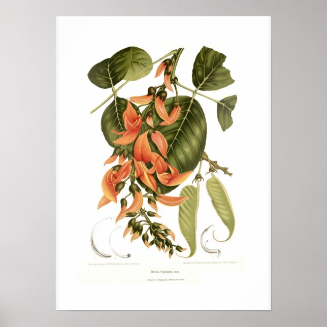 Poster Bengal kino (Devant)