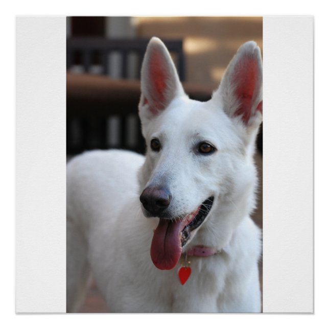 Poster berger allemand blanc (Devant)