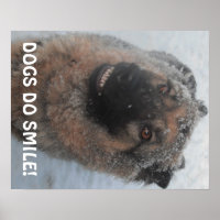 Poster Berger Allemand Dans La Neige Souriant