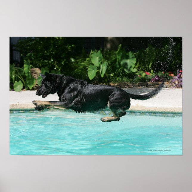 Poster berger allemand sauter dans l'eau (Devant)