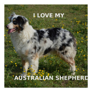 Poster berger australien bleu merle amour w pic