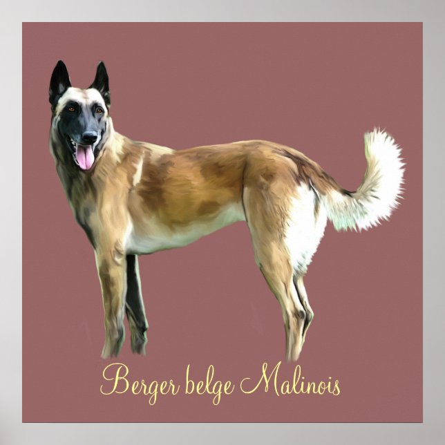 poster berger belge malinois (Devant)