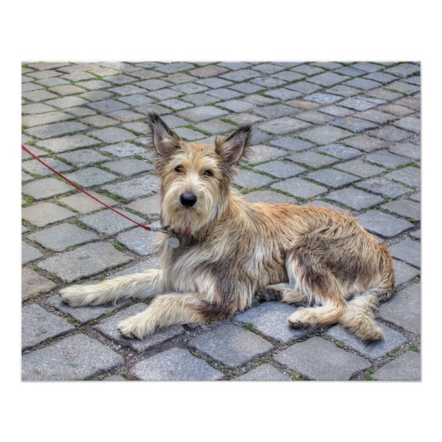 Poster Berger de Picardie (Devant)