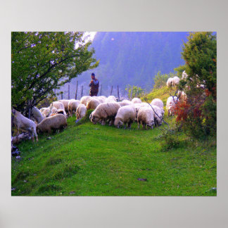 Poster Berger et son mouton