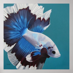 Poster Betta Fish