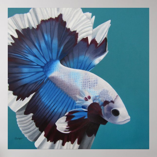 Poster Betta Fish (Devant)
