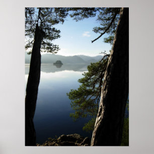 Poster Between the Pines