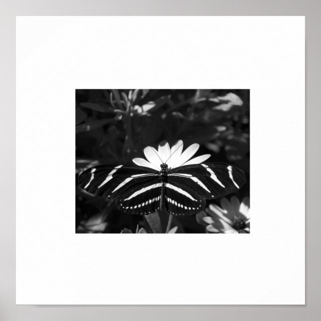 Poster Beurre Zèbre B&W blanc (Devant)