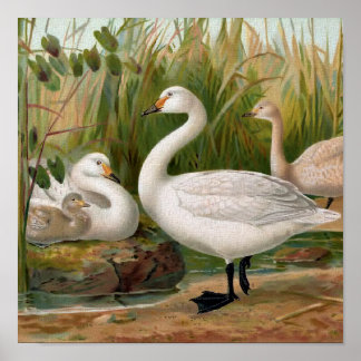 Poster "Bewick Swan"