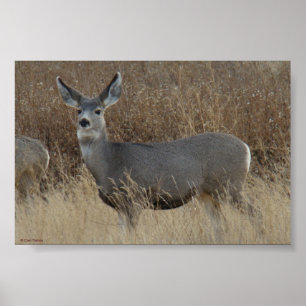 Poster Biche de cerf mulet D14