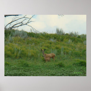 Poster Biche et faon de cerf mulet D5
