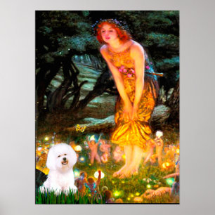 Poster Bichon Frise 1 - veille de la Saint-Jean