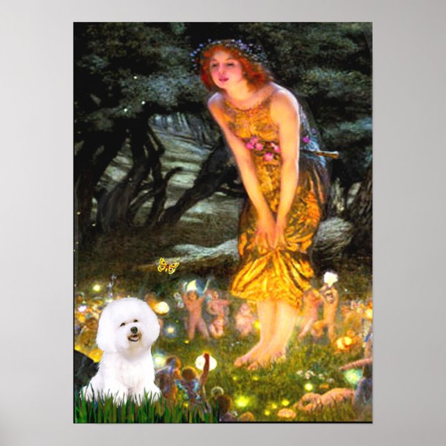 Poster Bichon Frise 1 - veille de la Saint-Jean (Devant)