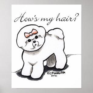 Poster Bichon Frise Habille Mes Cheveux