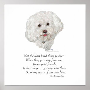 Poster Bichon Frise Pont Arc-en-ciel