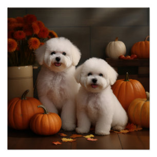 Poster Bichon Frise Puppy Automne Citrouille délice
