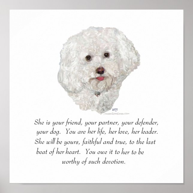 Poster Bichon Frise Souvenir FEMELLE (Devant)