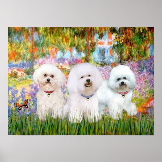 Poster Bichon Frise Trio - Garden (VG) (Devant)