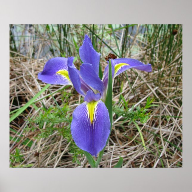 Poster Big Blue Louisiana Iris (Devant)