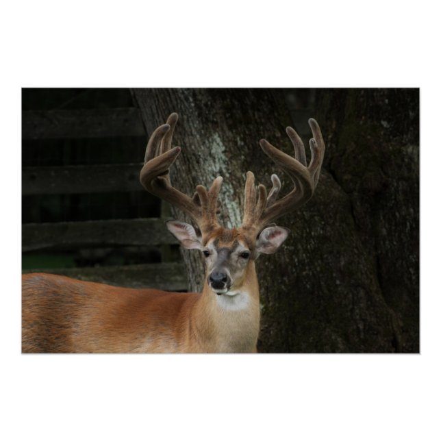 Poster Big Buck Deer (Devant)