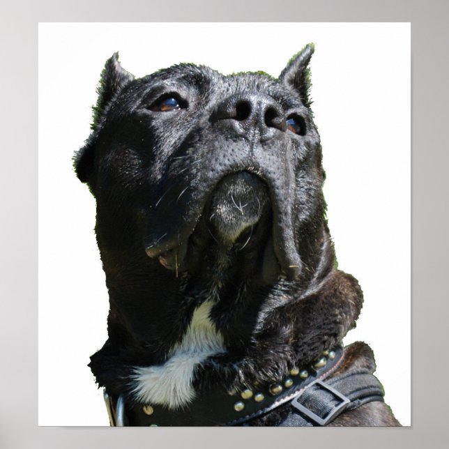 Poster Big Dog (Devant)
