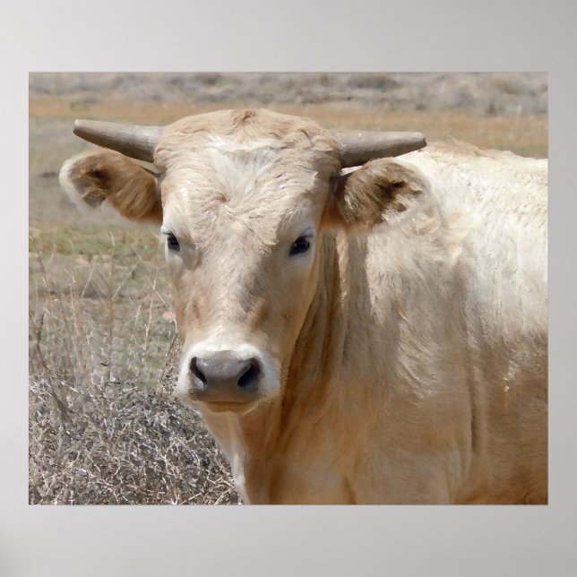 Poster Big Eyes White Charolais Cattle - Ouest (Devant)