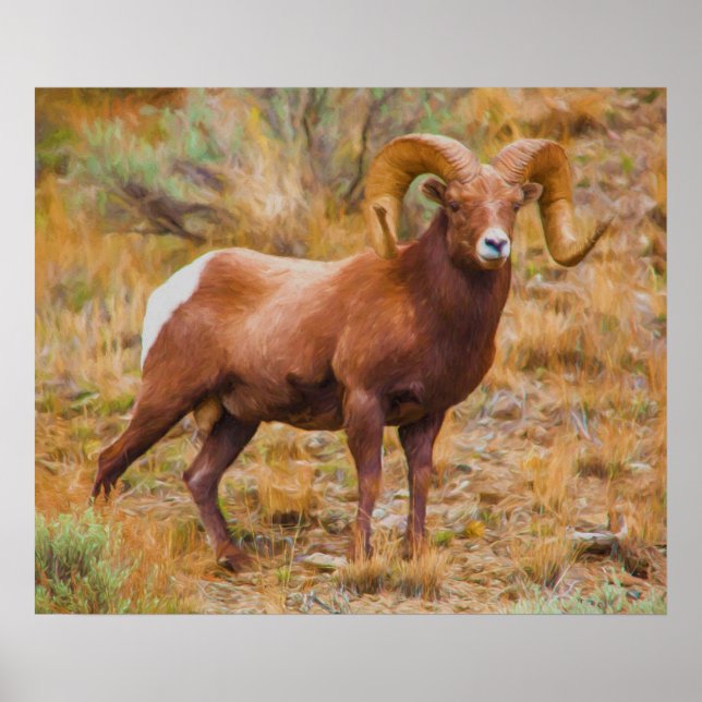 Poster Big Horn Ram (Devant)