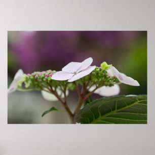 Poster Big Leaf Hydrangea