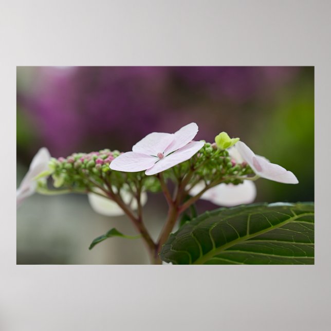Poster Big Leaf Hydrangea (Devant)