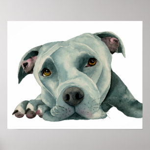 Poster Big Ol'Head   Pit Bull Dog aquarelle peinture