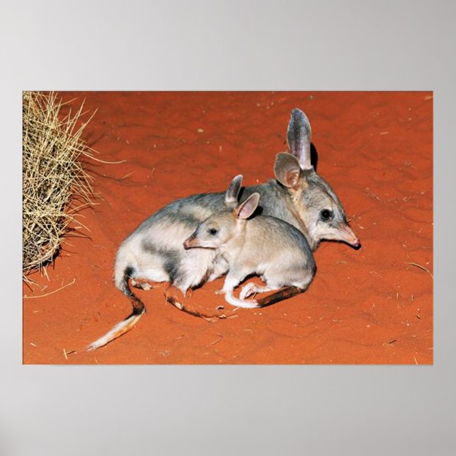 Poster Bilby and Baby Resting in the Desert (Devant)