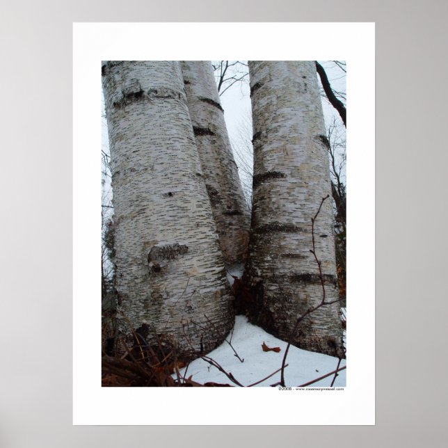 Poster Birch Grove (Devant)