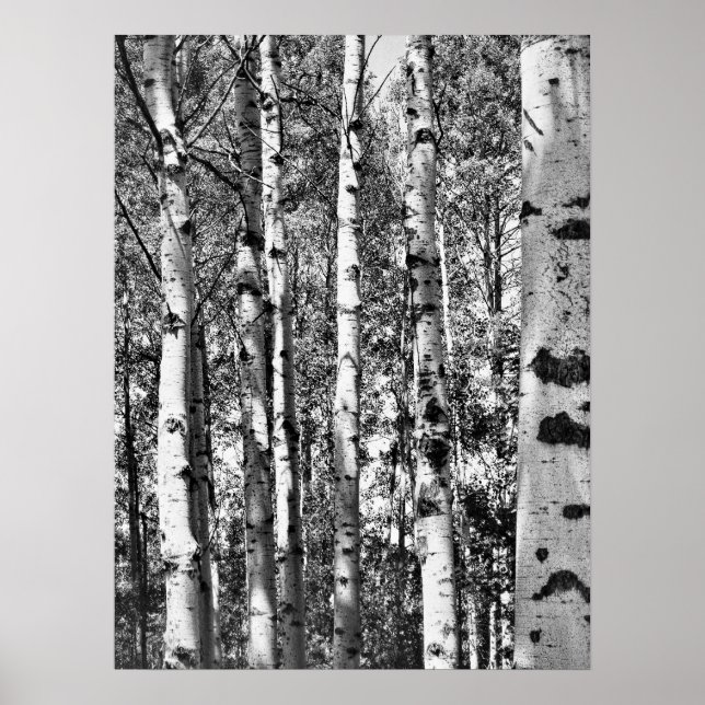 Poster Birch Grove (Devant)