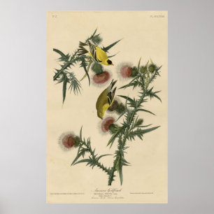 Poster Bird, Amérique, American Goldfinch, Audubon,
