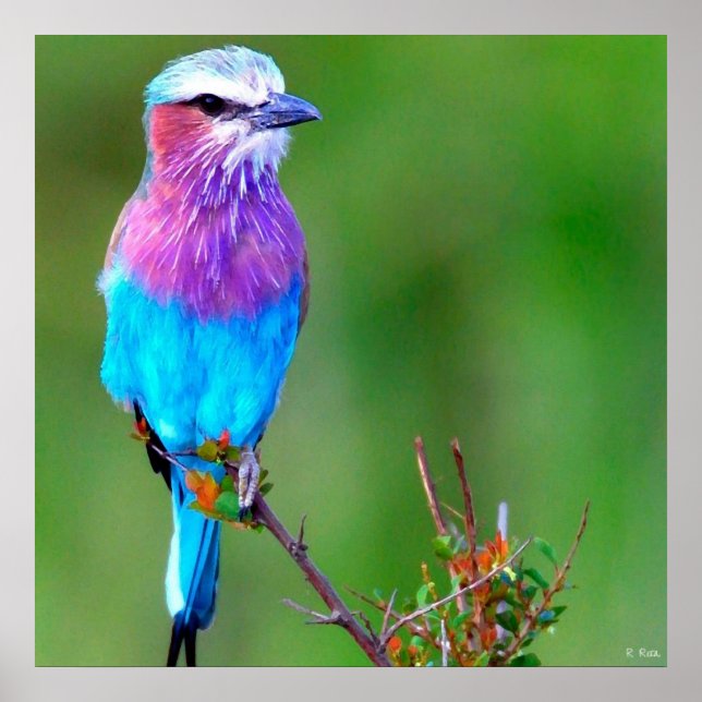 Poster Bird Blue (Devant)