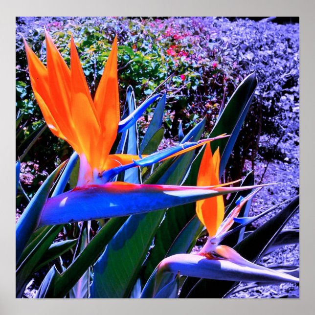 Poster Bird of Paradise Hawaii (Devant)