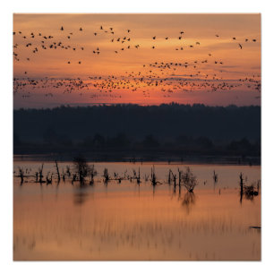 Poster Birds